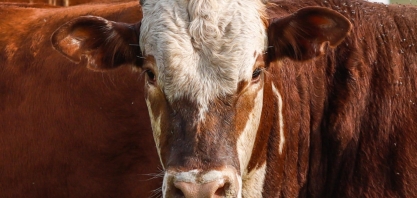 A corrida pela redução da pegada de carbono da pecuária na natureza