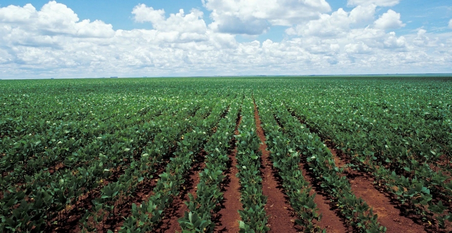 Nobel para Paolinelli? Seu legado para a agricultura sustentável brasileira