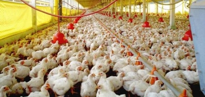 Frango: Competitividade cresce ante carne suína, após 3 meses de queda