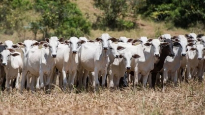 A pressão internacional por preservação que ameaça soja e carne do Brasil