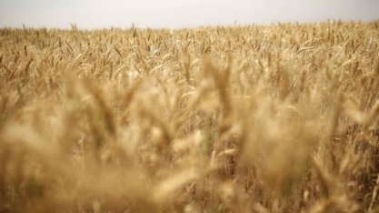 Brasil libera farinho de trigo transgênico, mas indústria rejeita o produto