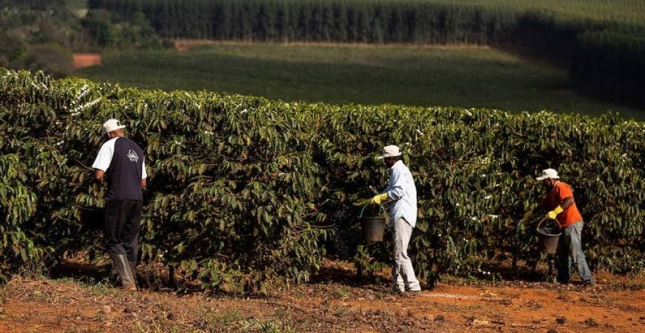 Legenda: Lavoura de café na Chapada de Minas, que envolve 22 cidades do Vale do Jequitinhonha (MG) - Leo Drumond/NITRO/Sebrae/Divulgação