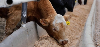 “Vaca Louca”: China e Filipinas suspendem importação de carne do Canadá