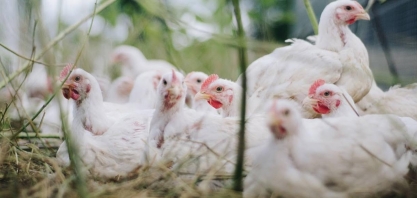 Espanha relata surto de gripe aviária altamente patogênica em granja