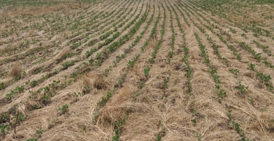 Legenda: Soja recém semeada sobre a palha de trigo já corre riscos no Rio Grande do Sul. Foto EPAGRE/DIVULGAÇÃO/JC