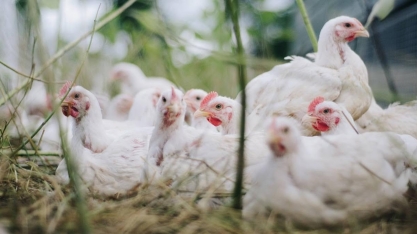 Exportação de frango sobe 20% em jan.; Emirados Árabes quase dobram compras