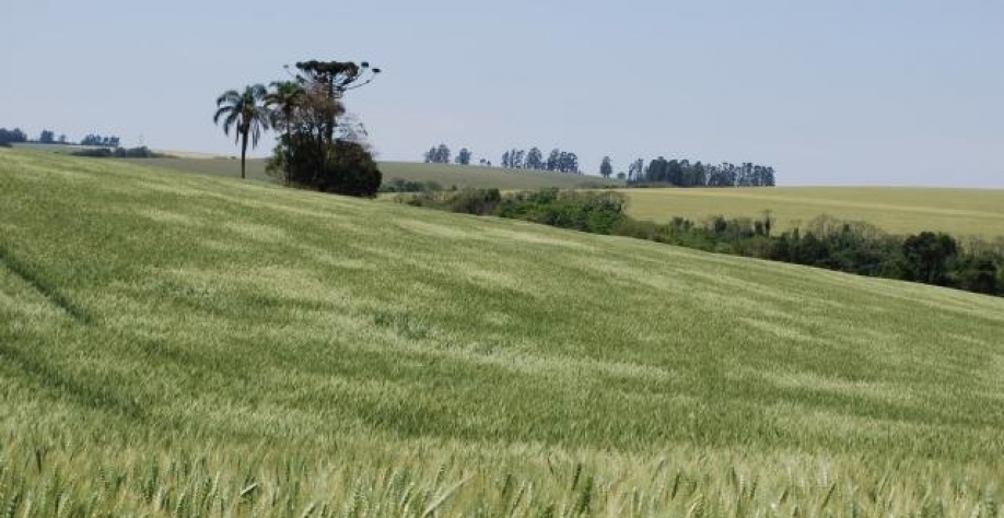 Trigo atinge maior valor em 14 anos e pressiona preço do pãozinho