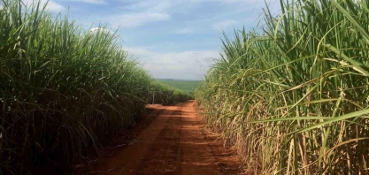 Pesquisa descobre bactérias capazes de matar fungo causador de doença