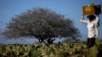 Governo lança medida para tentar aumentar emprego formal no campo