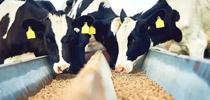 Sindirações projeta crescimento de 3,5% na produção de ração animal em 2022