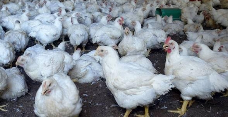 Legenda: Exportações de carne de frango do Brasil em maio atingiram receita recorde; resultado se deve ao aumento da demanda externa do produto.  Foto: Neco Varella /AE