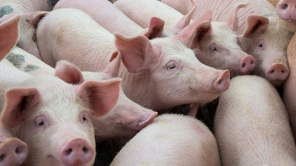 Suínos: Preço do animal vivo cai em maio na maioria das praças