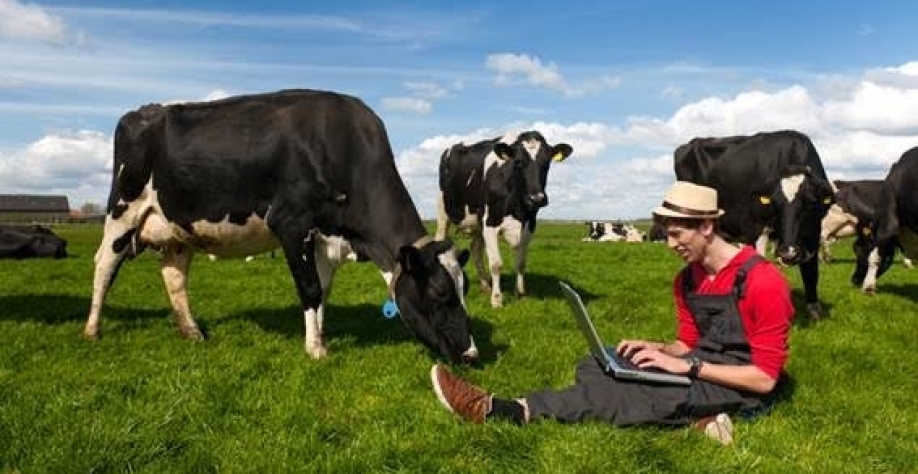 Vacas conectadas: IA e IoT para produzir mais e melhor leite