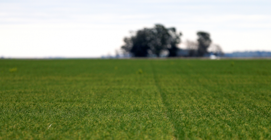 Plantio de trigo na Argentina sofre o maior atraso da década