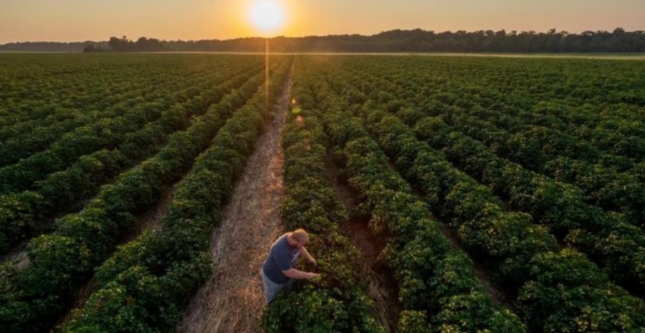 Indústria de café do Brasil vê alívio na oferta só em 2024