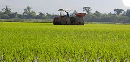 Arroz: Análise Conjuntural Agromensal Junho/22 do CEPEA/ESALQ/USP