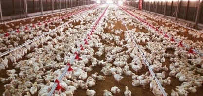 Brasil exporta 3º maior volume de frango em junho e tem receita recorde 