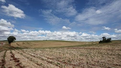 Área de trigo 22/23 na Argentina cai a 6,1 milhões de hectares com a seca