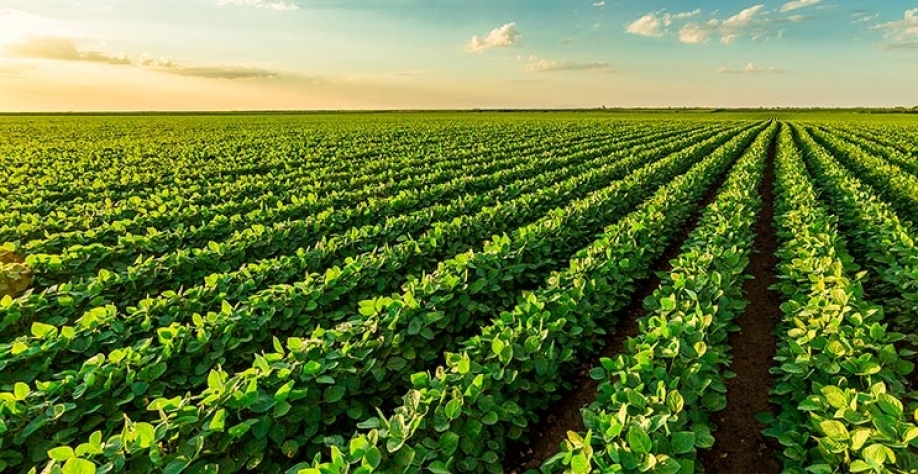 Cenário econômico derruba confiança do agronegócio no 2º trimestre 