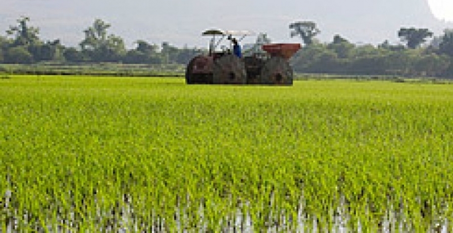 Arroz: Análise Conjuntural Agromensal Cepea/Esalq/USP de Julho/2022