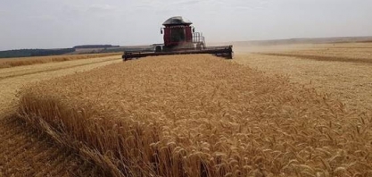 Produtores de trigo têm no Cerrado brasileiro uma nova fronteira