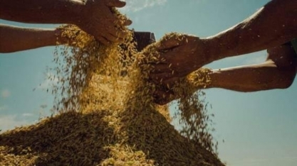 RS: MST tem dificuldades para vender arroz orgânico