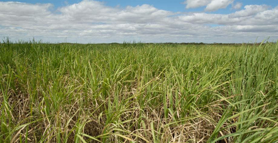  Produção de cana-de-açúcar deve cair 5% em SP