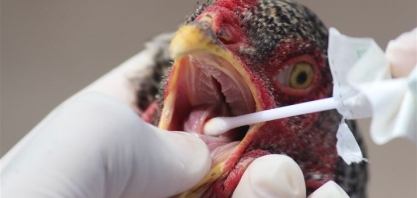 Surto de gripe aviária mata cerca de 47 mi de aves no Arkansas/EUA