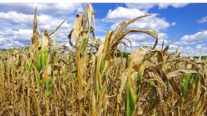 Plantio de milho argentino é o mais lento em 6 anos devido à seca