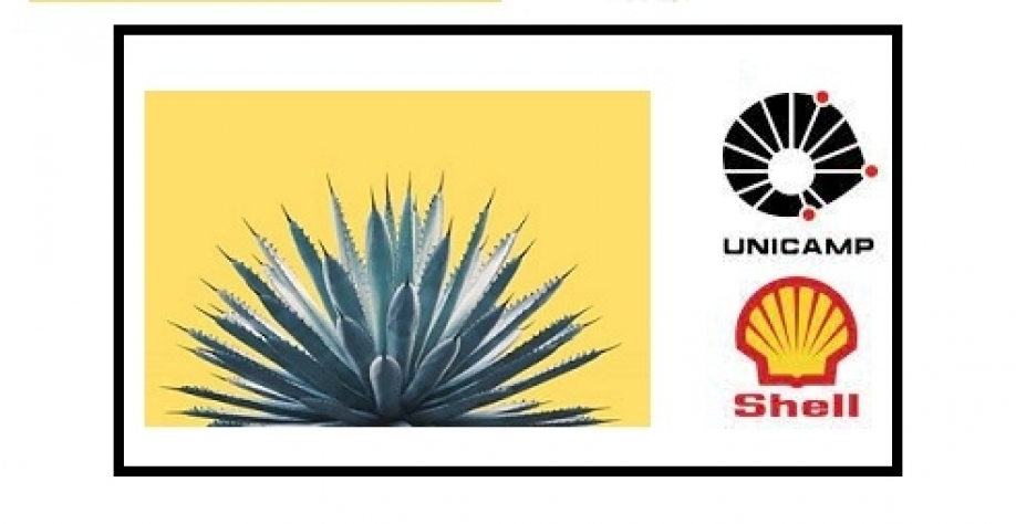 Shell e Unicamp vão desenvolver agave para produção de biocombustíveis