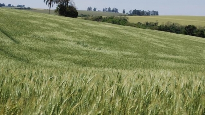 Trigo: Análise Conjuntural Agromensal Outubro/22 Cepea/Esalq/USP