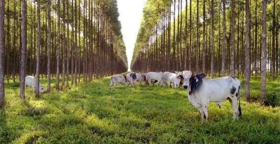 Sustentabilidade: Marfrig e Minerva melhoram, JPS piora e BRG fica estável