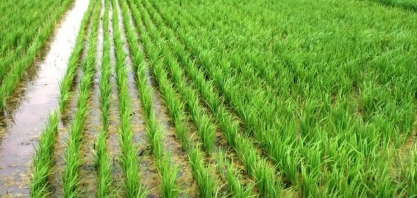 Arroz: Análise Conjuntural Agromensal Cepea/Esalq/USP Dezembro/22