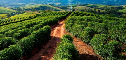 IBGE vê alta de 5,7% na safra de café do Brasil em 2023 