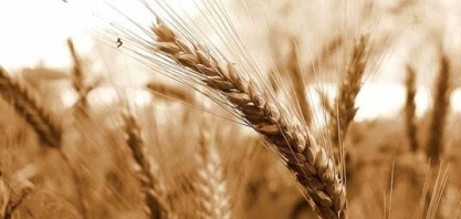 Seca ameaça produção de trigo nos EUA apesar do aumento da área plantada