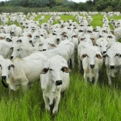 Entenda O Atual Ciclo Do Boi Gordo E As Suas Consequ Ncias Brasilagro