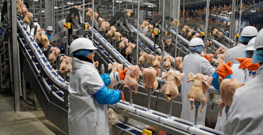 Frango: Exportações sobem 1,3% em fev. e valor 11,1% em relação a fev/22