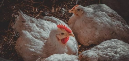 Argentina suspende exportações de frango depois de gripe aviária 