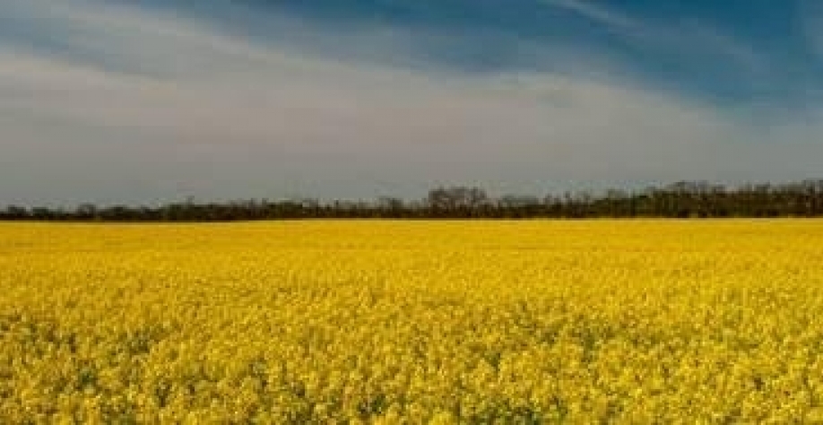 EUA: Parceria para produzir combustível renovável a partir da canola