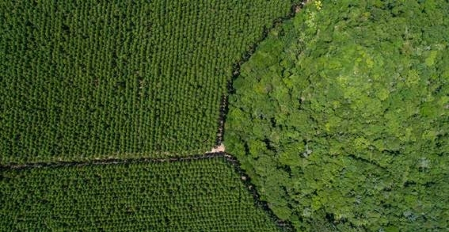 Suzano lucra R$ 5,24 bilhões primeiro trimestre de 2023 (1T23) (Imagem: Divulgação/Suzano)