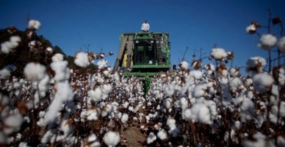 A produção pode somar 30,3 milhões de fardos, queda de 3,2% em relação à estimativa anterior de 31,3 milhões de fardos, disse a Cotton Association of India (CAI) em comunicado (Imagem: REUTERS/Randall Hill)