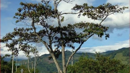 Embrapa estuda árvore amazônica para substituir mercúrio em garimpo