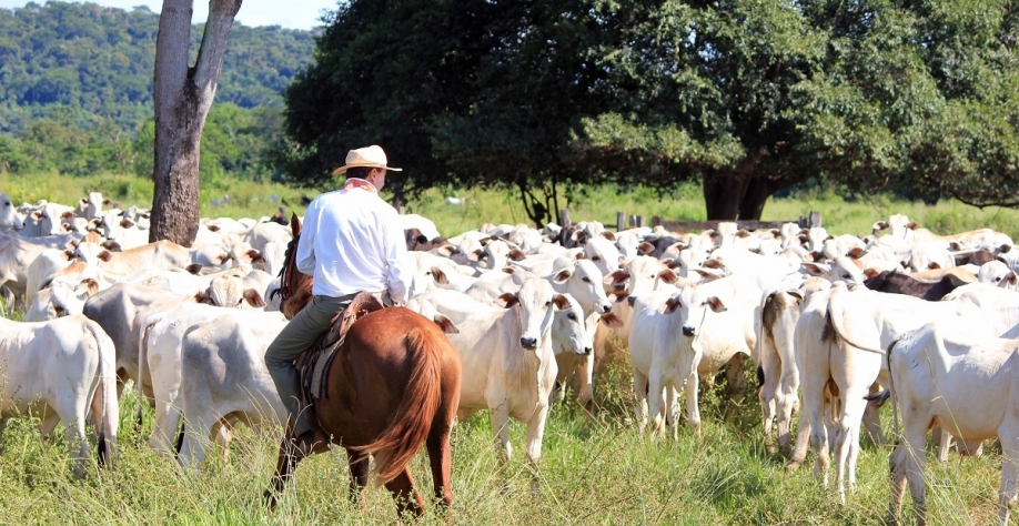 Boi: Análise Conjuntural Agromensal Abril/2023 Cepea/Esalq/USP