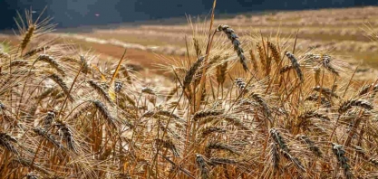  Transição para agricultura foi gradual e envolveu plantas exóticas