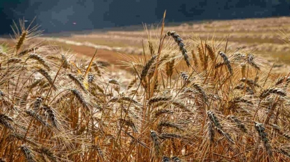  Transição para agricultura foi gradual e envolveu plantas exóticas