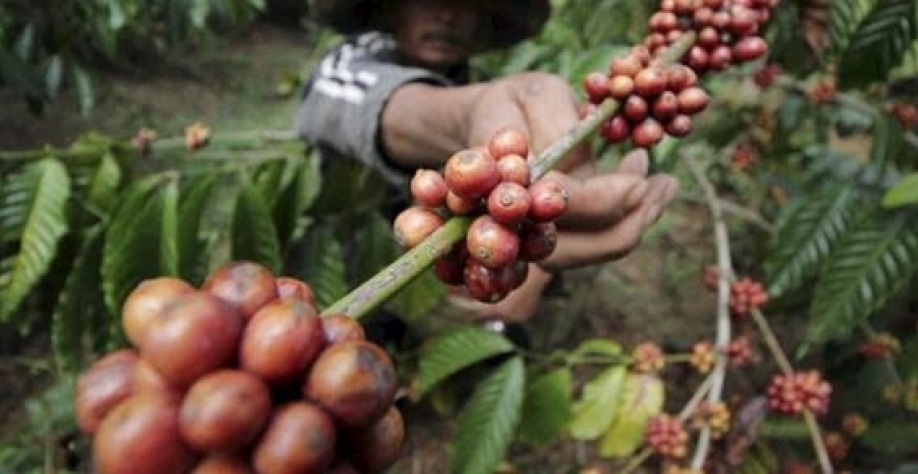 Café: Produção na Indonésia deve cair 18,5%, para 9,7 milhões de sacas