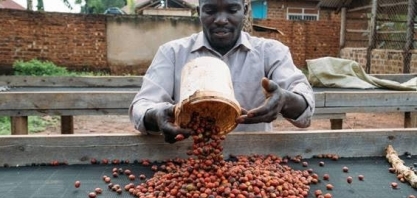 Cafeicultores apostam numa variedade de café resistente à mudança climática