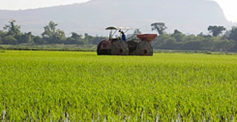 Arroz: Análise Conjuntural Agromensal Maio/23 Cepea/Esalq/USP