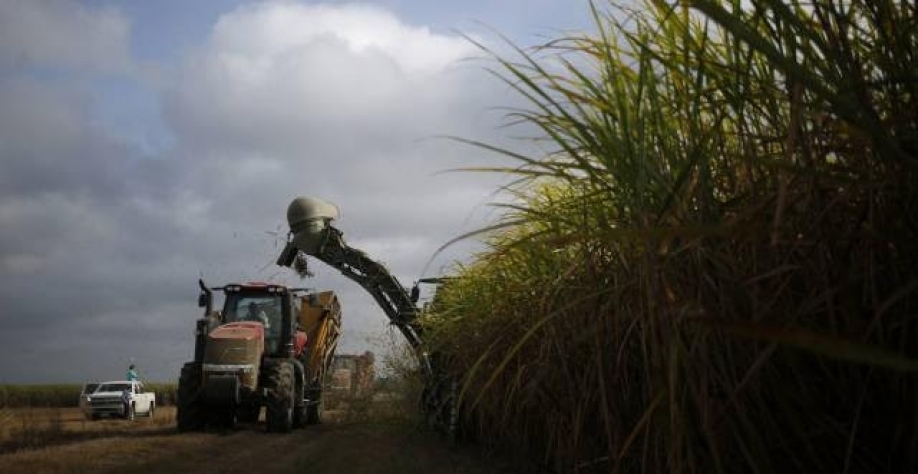 Cana: Moagem acumulada no Centro-Sul em 2023/24 sobe 16,76%