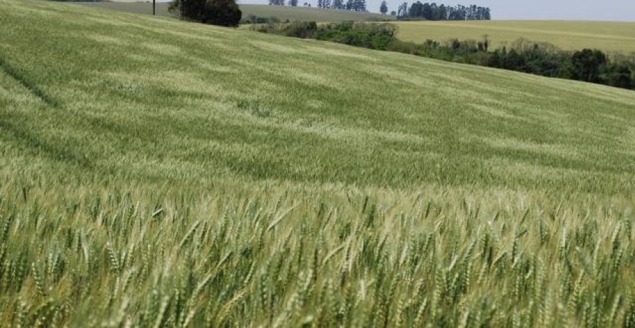 Trigo: Análise Conjuntural Agromensal Maio/23 Cepea/Esalq/USP